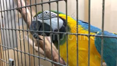 一只五颜六色的<strong>蓝色</strong>和黄色的大鹦鹉，阿拉拉鲁纳在笼子里吃种子，关在笼子里